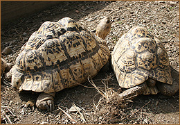 Tortuga Lleopard